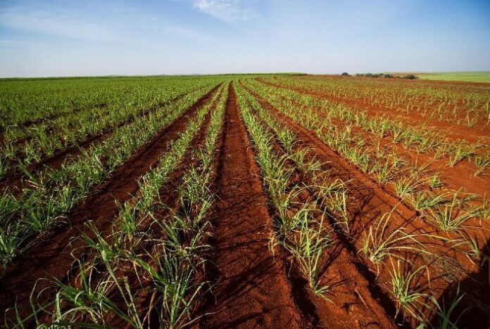 Nematoides: por meio do Jornada Cultivar, fornecedores da Raízen recebem apoio para controle de praga de solo