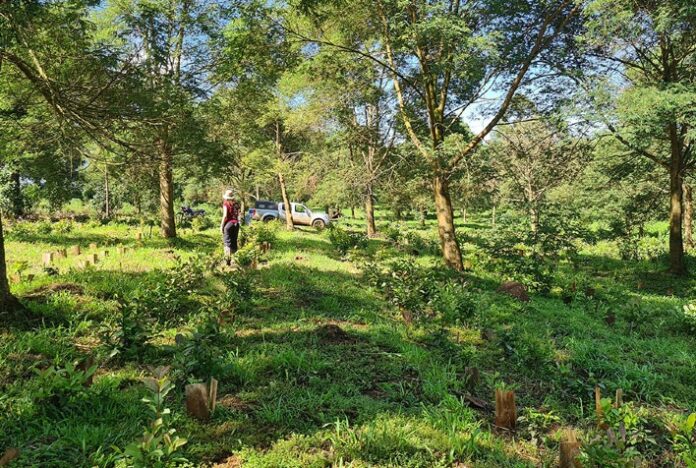 Novo sistema de cultivo de erva-mate pode aumentar a produtividade em até 160% nos primeiros anos