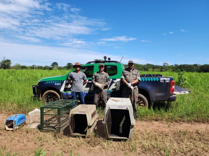 PMA e veterinários e biólogos do Recinto de Reabilitação de Animais Silvestres-RARAS de Bonito realizam soltura de 11 animais capturados feridos que foram reabilitados pelo recinto