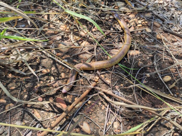 Polícia Militar Ambiental de Aparecida do Taboado captura anfíbio conhecido como cobra-de-duas-cabeças em residência