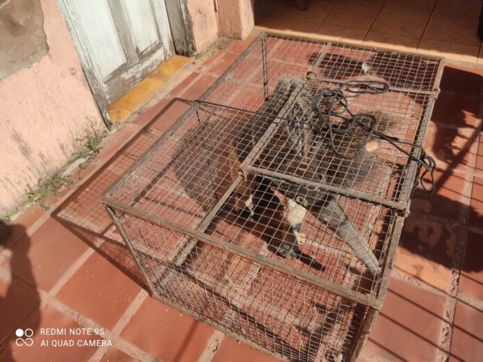 Polícia Militar Ambiental de Bela Vista captura tamanduá-bandeira dentro de banheiro de residência