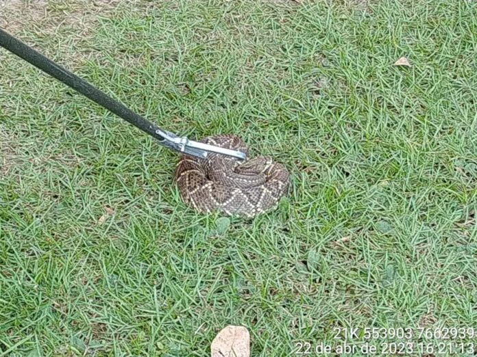 Polícia Militar Ambiental de Bonito captura serpente peçonhenta da espécie cascavel de mais de 1 metro em jardim de hotel