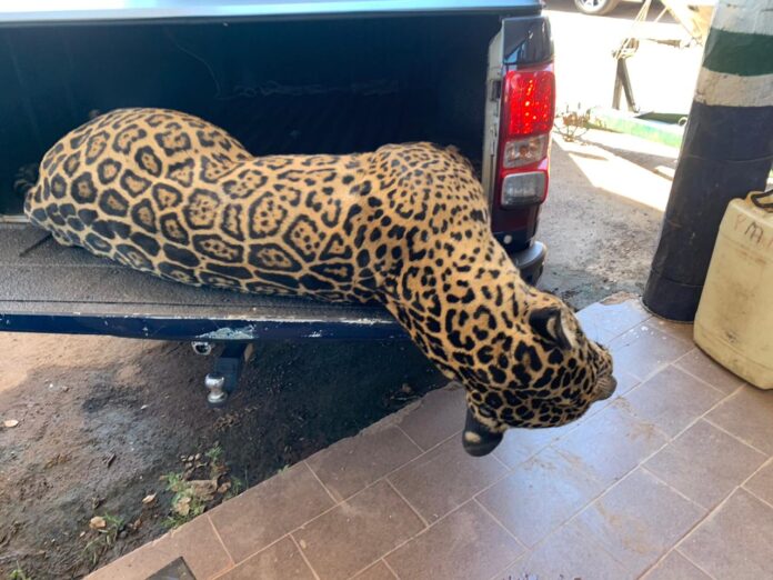 Polícia Militar Ambiental de Miranda recolhe hoje onça-pintada de 108 kg atropelada na rodovia BR 262, a segunda este ano