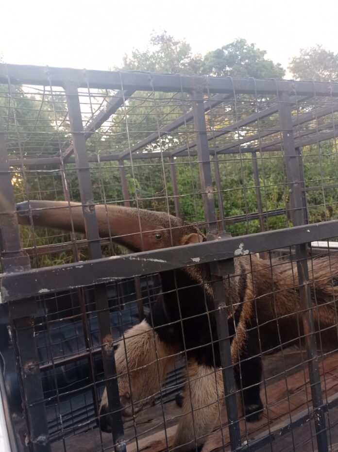 Polícia Militar Ambiental e Bombeiros de Jardim capturam tamanduá-bandeira passeando no centro da cidade