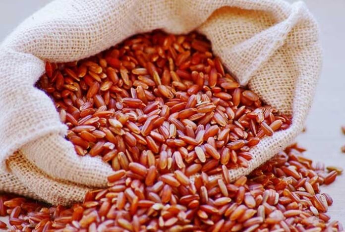 Produtores de arroz vermelho apostam em tecnologia