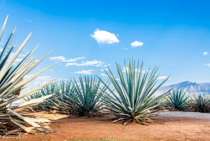 SHELL e SENAI CIMATEC fecham parceria em pesquisa para promover o plantio, colheita e processamento de Agave para produção de energia renovável