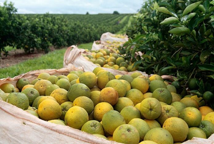 Safra de laranja 2022/23 é encerrada com produção total de 314,21 milhões de caixas