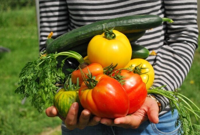 Tecnologia e ciência transformam alimentos não orgânicos em orgânicos em casa