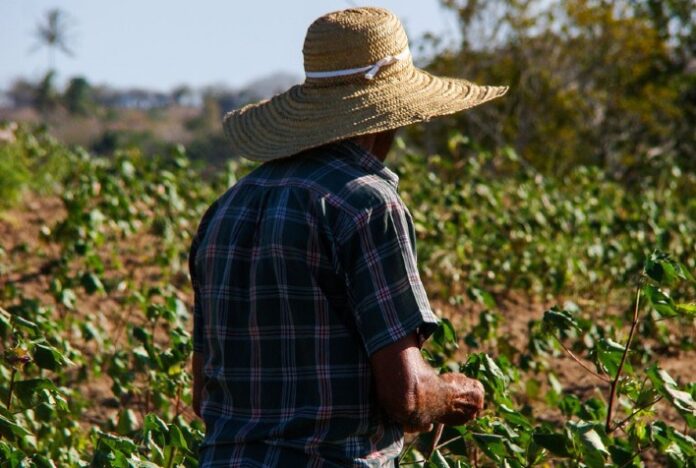 Transição agroecológica traz benefícios econômicos para agricultores do Ceará