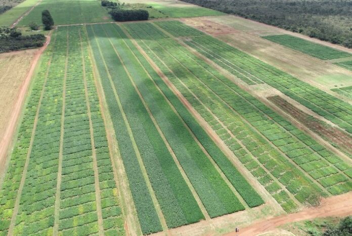 VLI prevê a possibilidade de captação de até R$ 20 milhões em novas parcerias para o programa LabCerrado neste ano