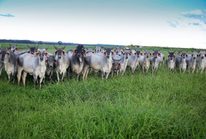 AGRO: Copagril ampliará área de atuação no Mato Grosso do Sul