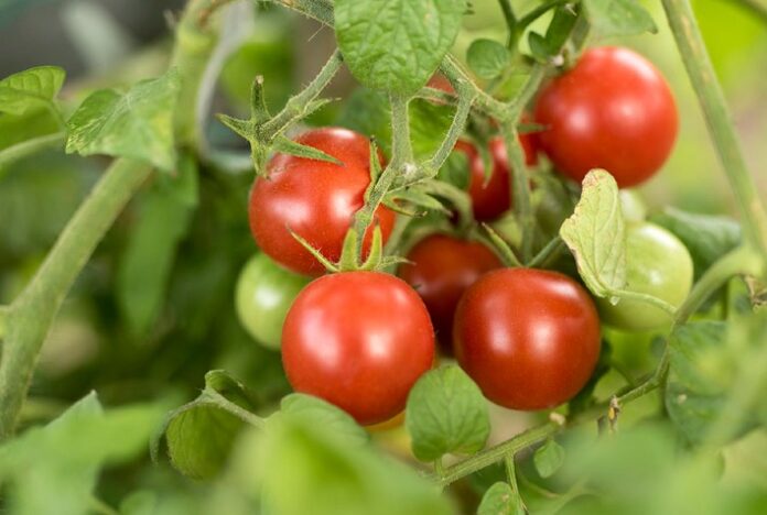 Ciência identifica bacilos capazes de aumentar o crescimento do tomateiro