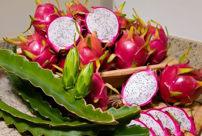 Cientistas desenvolvem cultivares de pitaya geneticamente superiores