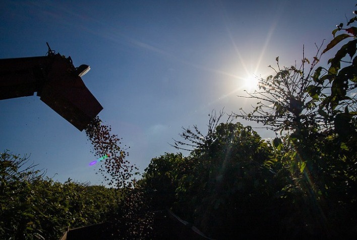 Colheita de café do Brasil atinge 9% do total, aponta Safras