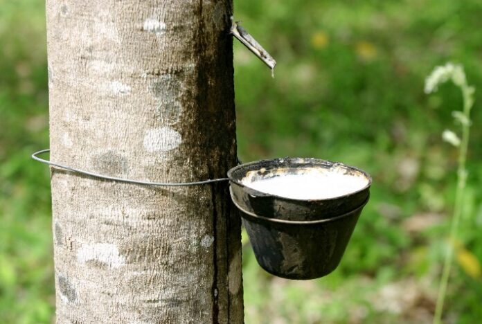 FAESP pleiteia elevação da alíquota de importação para a borracha natural