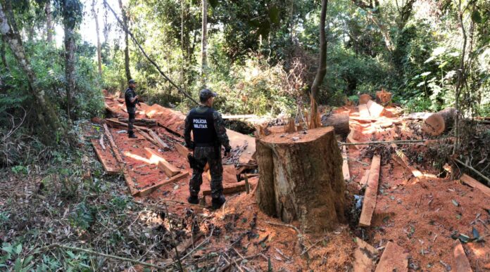 Operação Peroba Rosa – Combate a Extração Ilegal de Madeira em Reserva Legal de Assentamentos Rurais