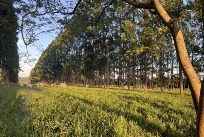 Pecuária do futuro: alto rendimento sem descuidar do meio ambiente e do bem-estar dos animais