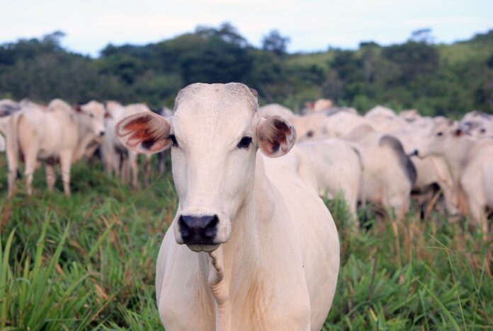 Pesquisa da UFMS comprova que brinco da Vetoquinol zera infestações de mosca-dos-chifres em 30 minutos