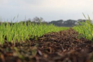 Plantio de trigo na região de Ivaiporã (PR) chega aos 90%, com clima favorável ao desenvolvimento