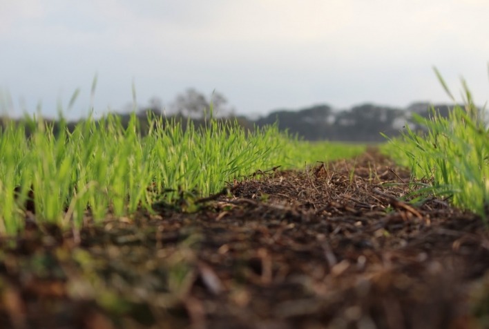 Plantio de trigo na região de Ivaiporã (PR) chega aos 90%, com clima favorável ao desenvolvimento