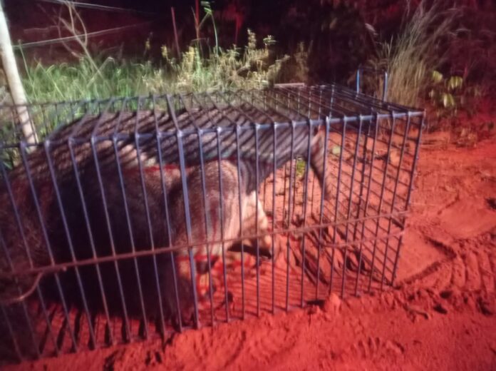 Polícia Militar Ambiental de Cassilândia captura tamanduá-bandeira em residência depois de ele ter passeado à noite no centro cidade e o devolve ao seu habitat