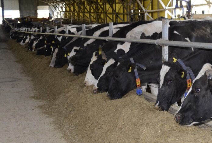 Saúde do rúmen de vacas leiteiras garante boa produção e lucro da fazenda