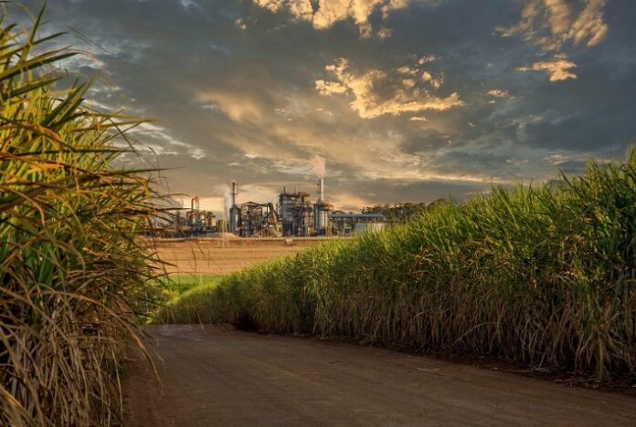 StoneX eleva previsão de moagem de cana e de produção de açúcar do centro-sul