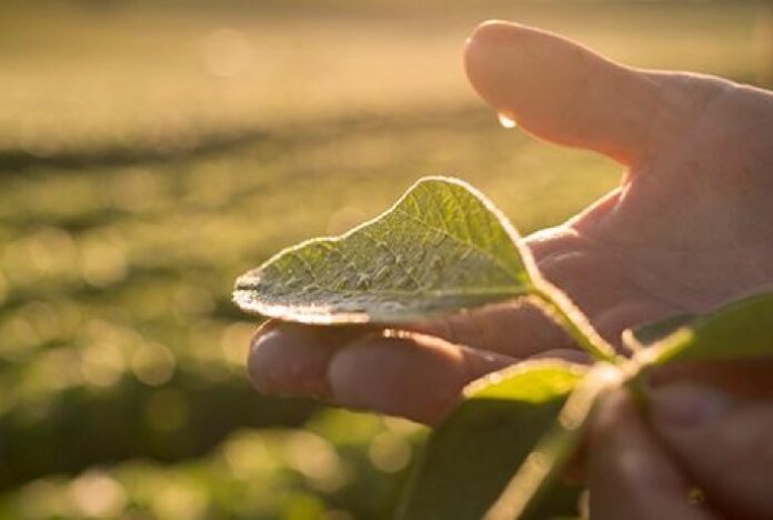 CESB: Produtividade, um componente estratégico para um agronegócio mais sustentável