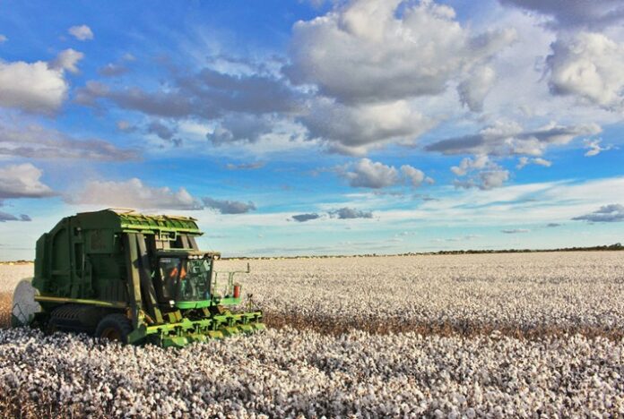 Começa colheita de algodão em Mato Grosso