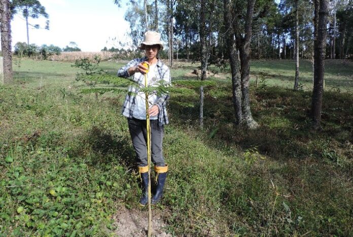 Conexão Araucária ultrapassa meta de restaurar 335 hectares de Mata Atlântica no Paraná