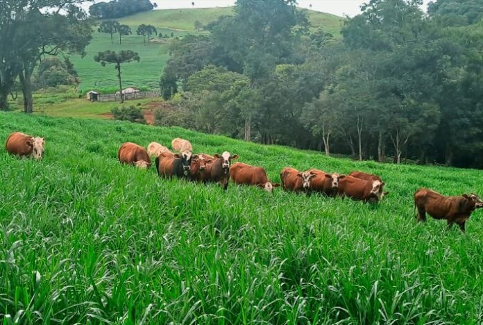 Dunamis: conheça a terceira revolução das brachiarias na Bahia Farm Show