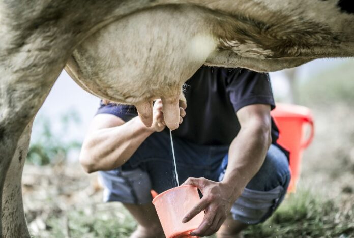 Mastite bovina causa prejuízo anual de até 1,75 bilhão de litros de leite no Brasil