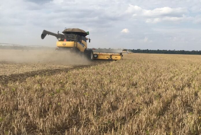 Paraná voltará a colher feijão esta semana