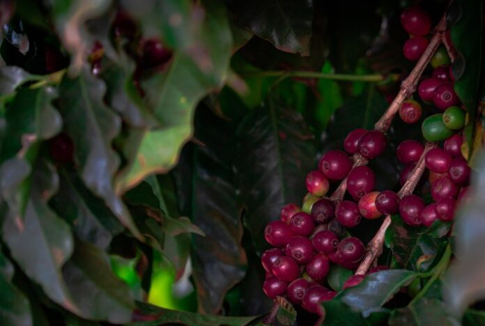 USDA projeta alta na produção global e café recua forte em NY nesta 6ª