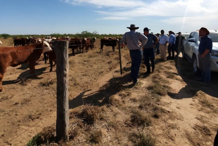 Ações de manejo da integração lavoura pecuária floresta são apresentadas no Paraguai