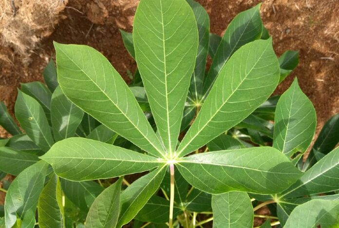 Agricultores de Mato Grosso preservam grande diversidade genética de mandioca