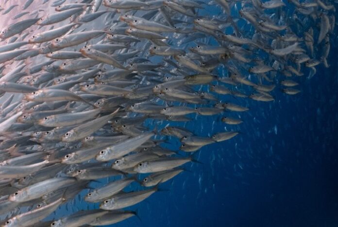 Auditoria da Pesca revela quadro de sobrepesca e falta de informações sobre os estoques pesqueiros do país