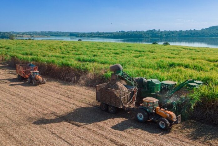 Com adubação biológica produtor alcança produtividade acima da média nacional em ambiente restritivo