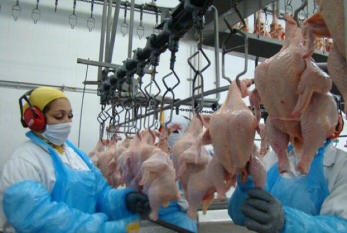 Desempenho do frango abatido na 29ª semana de 2023, terceira do mês de julho