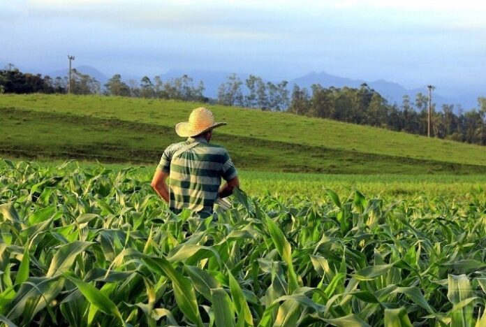 Dia do Agricultor: papel do produtor rural vai muito além dos números que o setor representa no PIB brasileiro