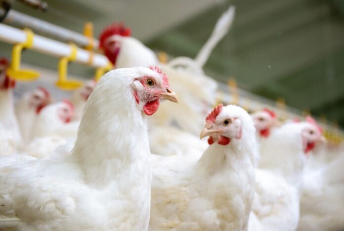 Eletrólitos na produção aves: uso precisa ser constante e durante todo ano, alerta especialista