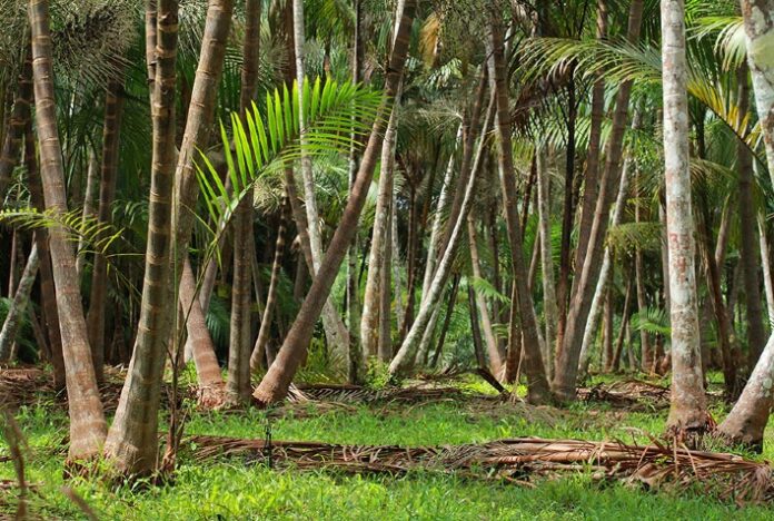 Floresta conservada aumenta em quatro vezes a produtividade de açaí de terra firme