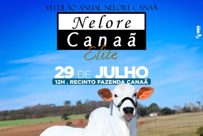 Leilão Nelore Canaã Evolução Genética 2023 oferta matrizes e reprodutores