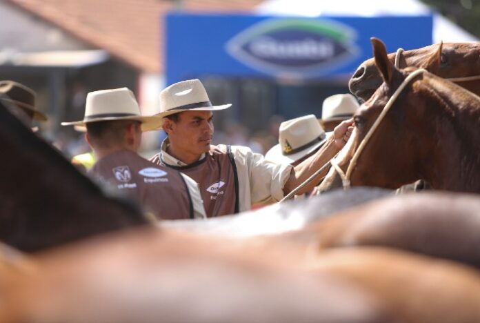 Mangalarga marchador: a importância da dieta certa para provas de longa duração