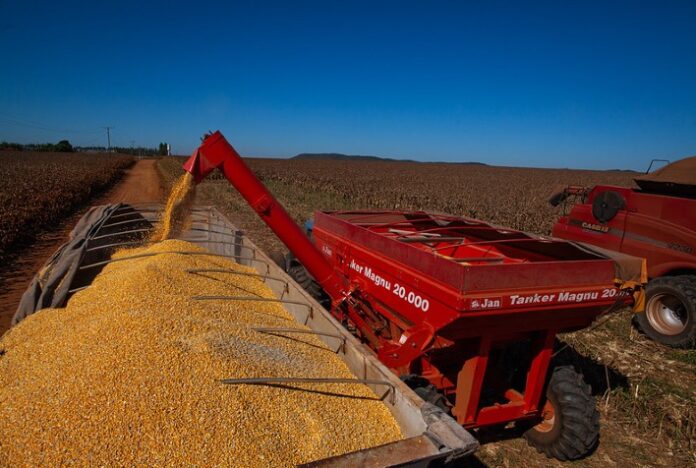 Mato Grosso colhe quase metade da safra de milho, aponta Imea