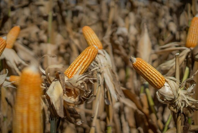 Nova marca de semente de milho chega com exclusividade aos mercados de Mato Grosso e Rondônia