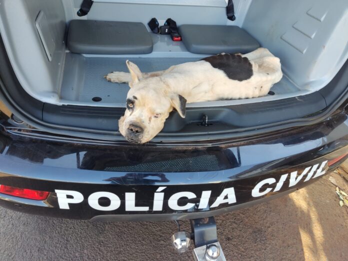 Polícia Civil resgata cachorros vítimas de maus-tratos em ação conjunta com a ONG Pelo Fim do Abandono em Fátima do Sul