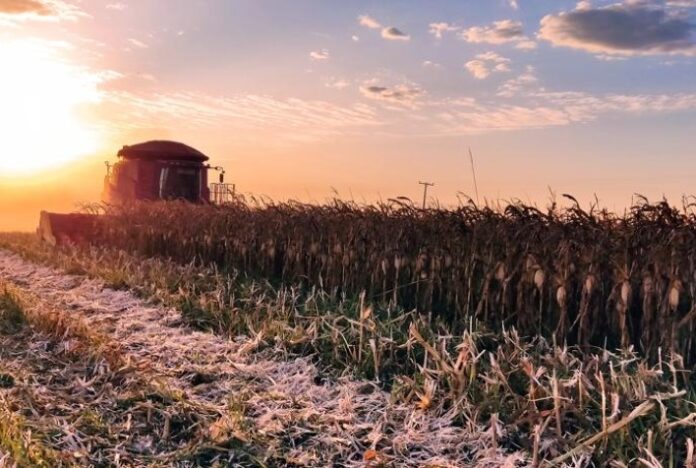 Produtividade de milho aumenta em Mato Grosso; safra é de 50,1 milhões de toneladas