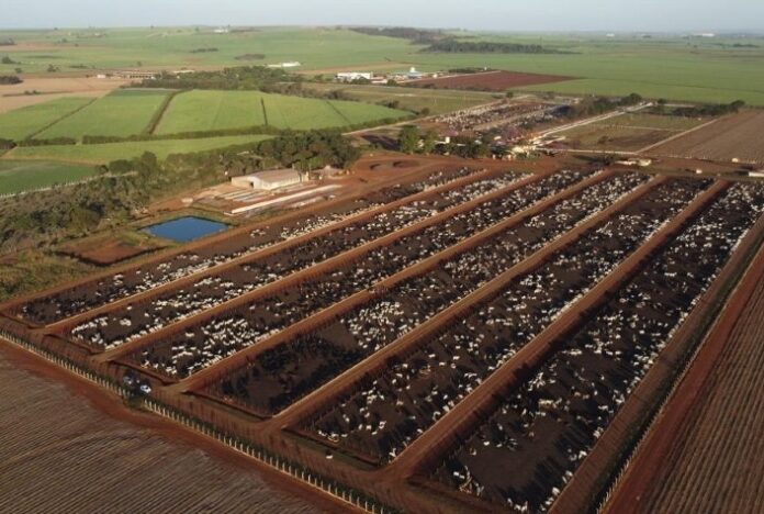 Protocolo sanitário antecipado garante mais eficiência no confinamento