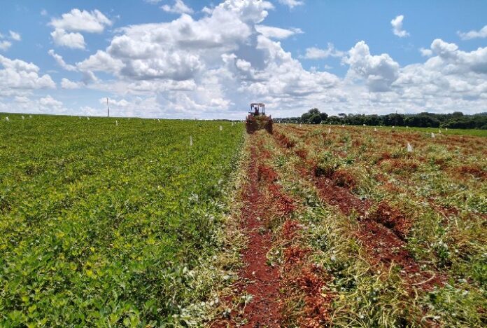 Tratamento de sementes de amendoim e tecnologias para cana e citros movimentam a Coopercitrus Expo